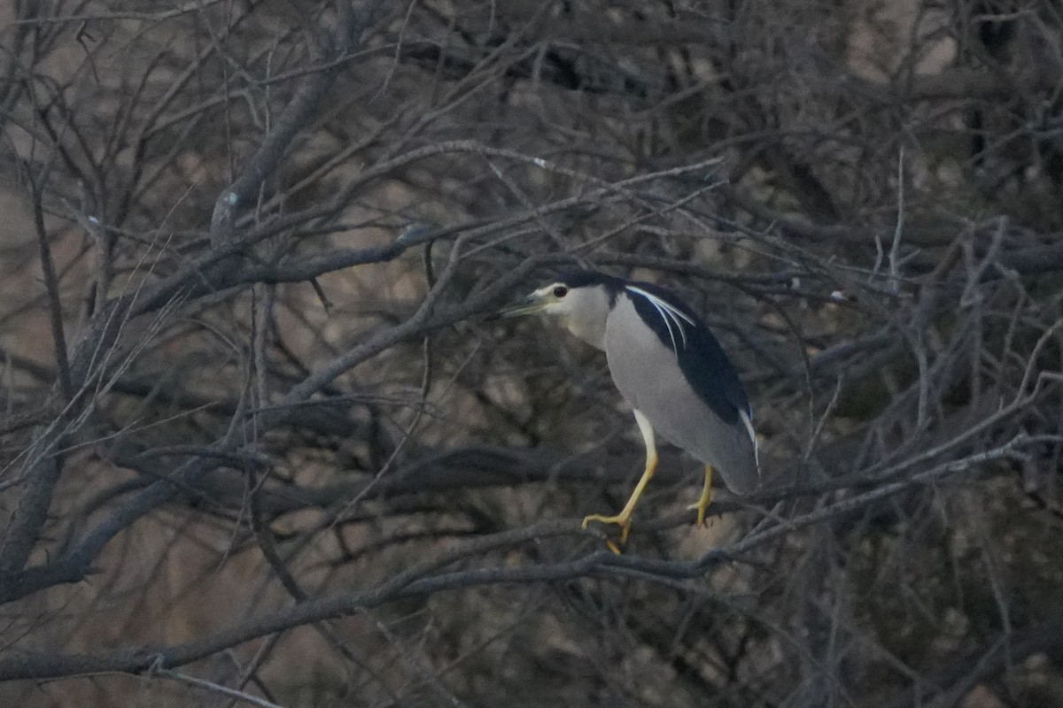 Black-crowned Night Heron - ML645108113
