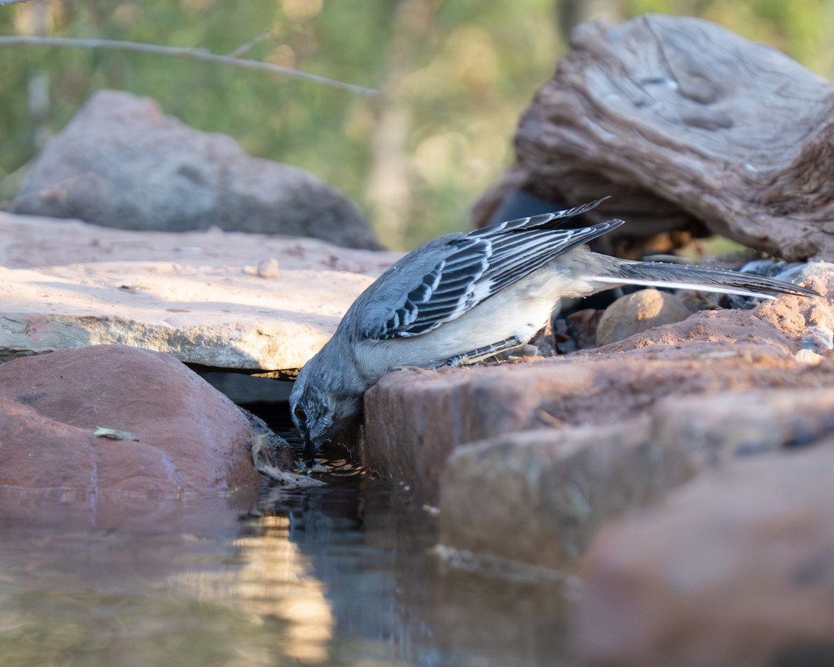 Northern Mockingbird - ML645108115