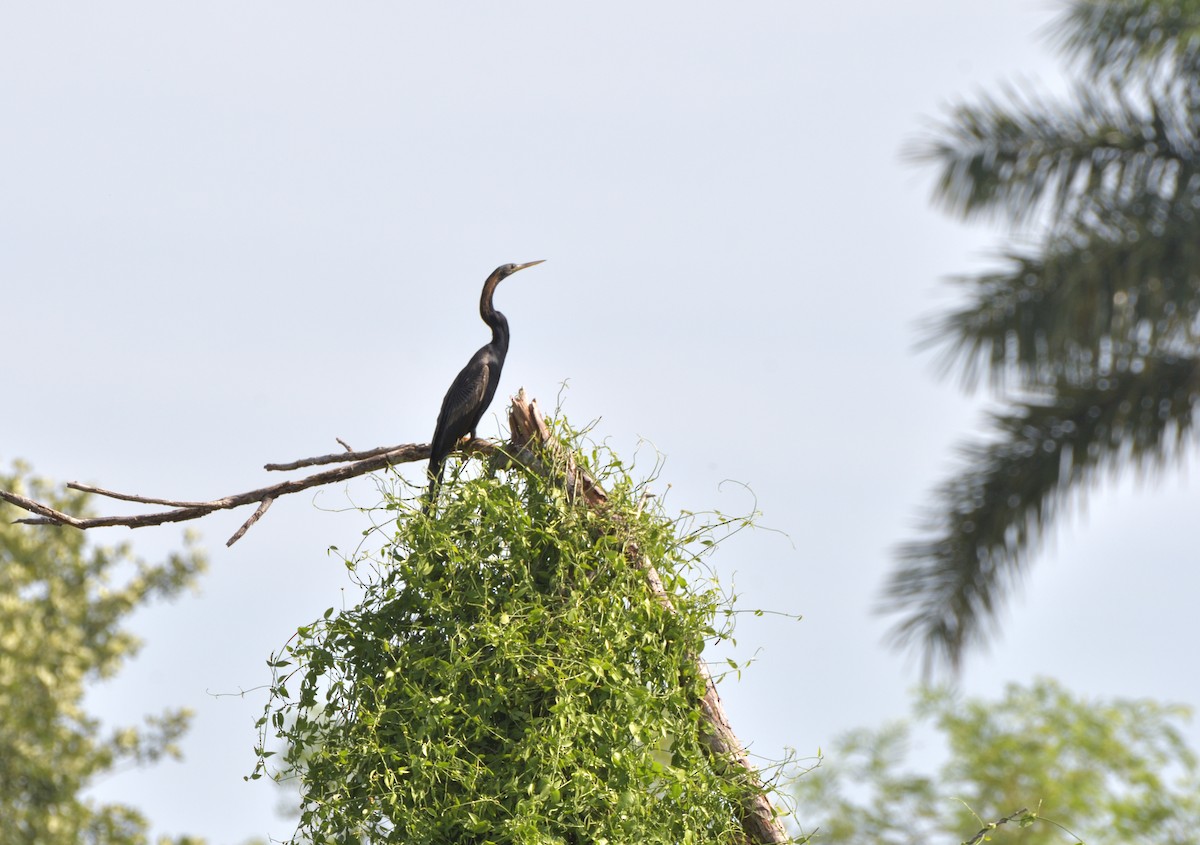 Anhinga - ML645108119