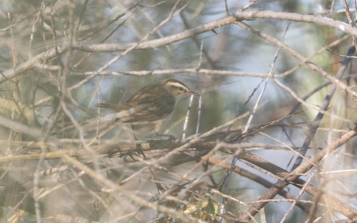 Sedge Warbler - ML645108120