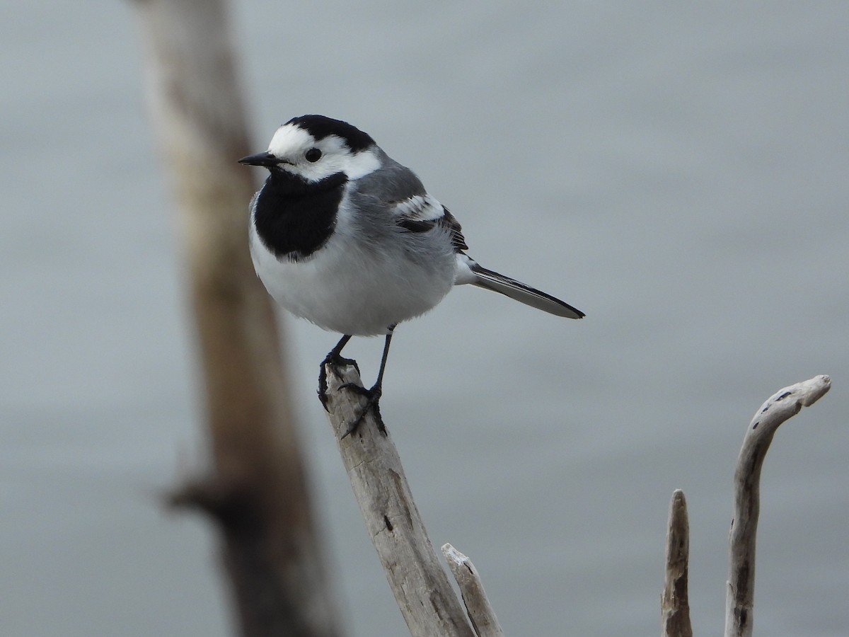 White Wagtail - ML645108121
