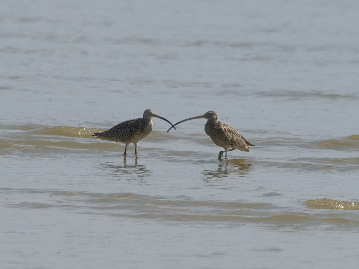 Far Eastern Curlew - ML645108122