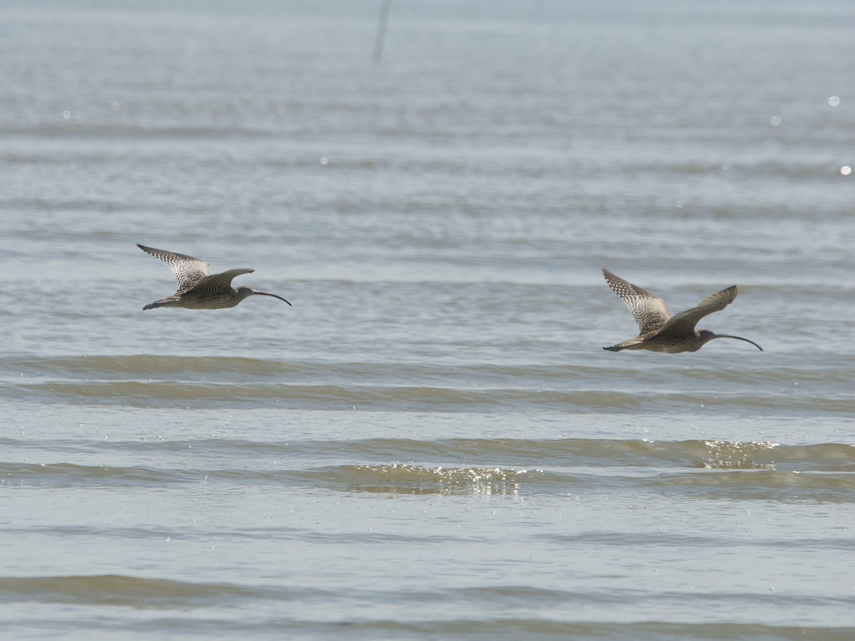 Far Eastern Curlew - ML645108123