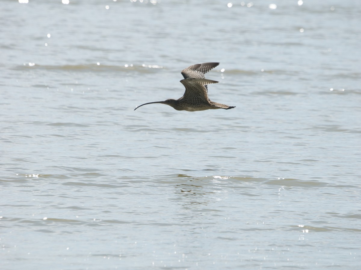 Far Eastern Curlew - ML645108124