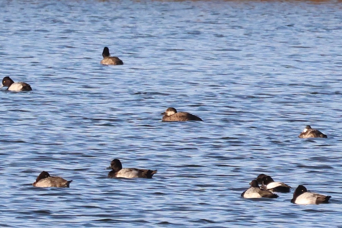 Black Scoter - ML645108126