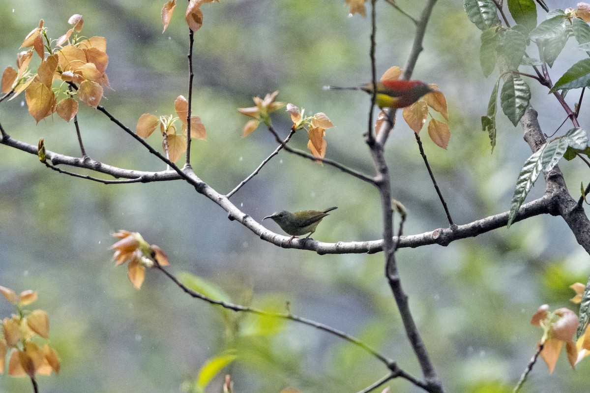 Mrs. Gould's Sunbird (Scarlet-breasted) - ML645108127