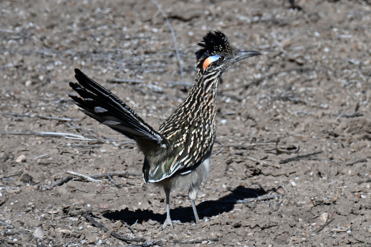 Greater Roadrunner - ML645108129