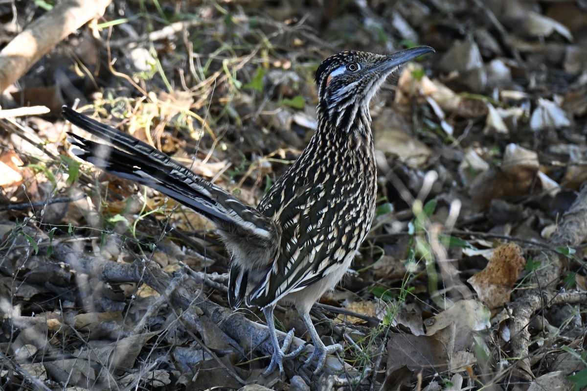 Greater Roadrunner - ML645108130