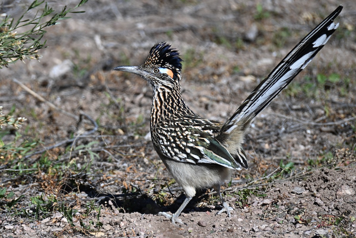 Greater Roadrunner - ML645108131