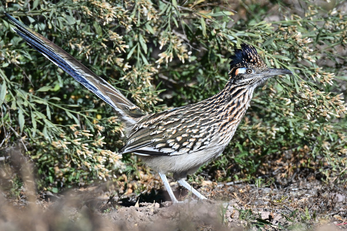 Greater Roadrunner - ML645108132