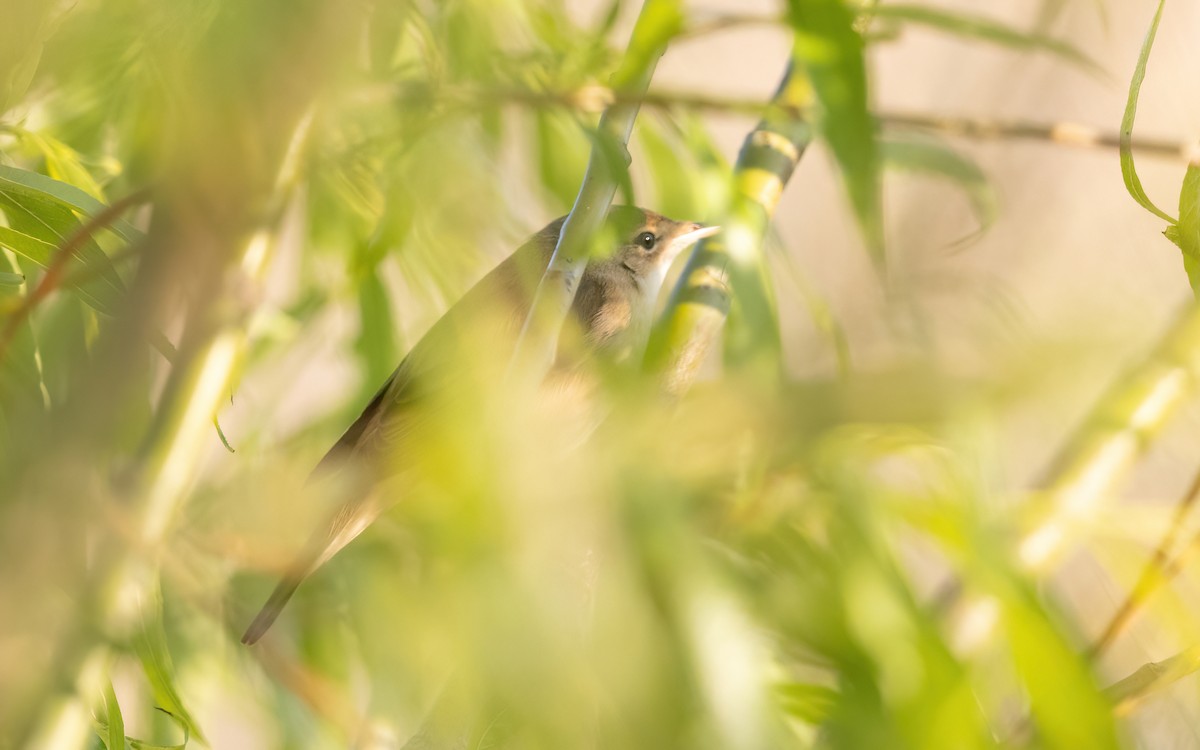 Common Reed Warbler - ML645108133