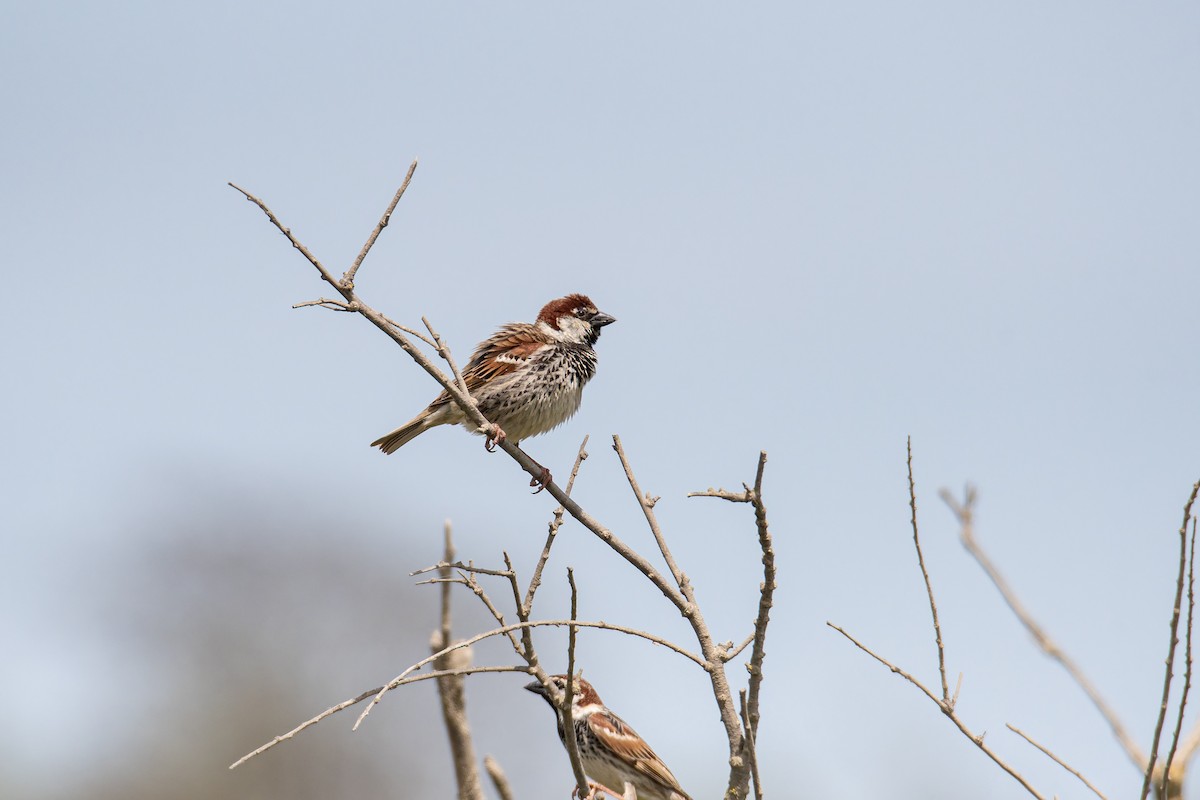 Spanish Sparrow - ML645108134