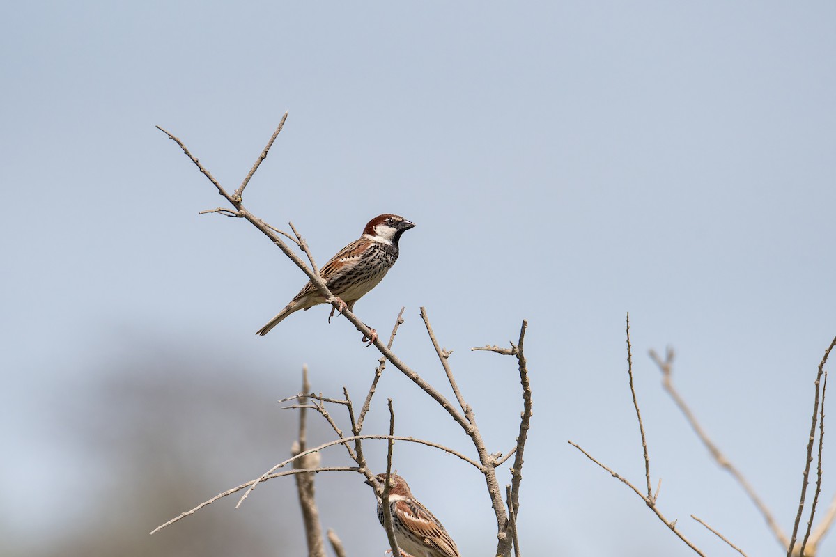 Spanish Sparrow - ML645108135