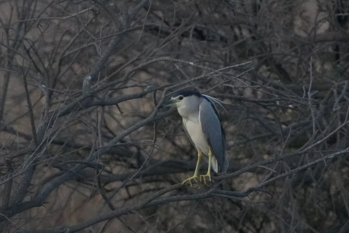 Black-crowned Night Heron - ML645108136