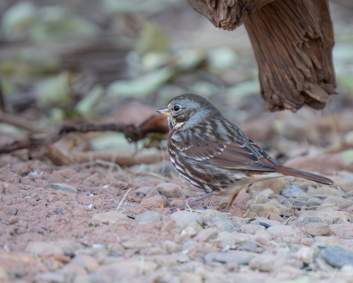 Fox Sparrow - ML645108137