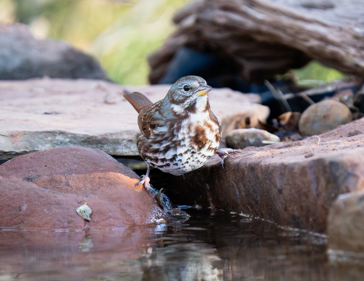 Fox Sparrow - ML645108138