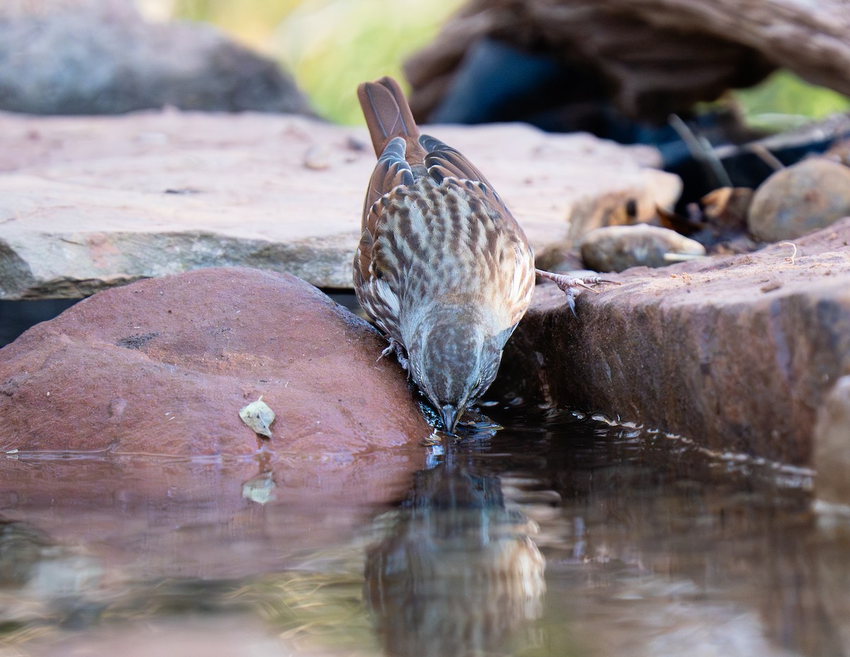 Fox Sparrow - ML645108139
