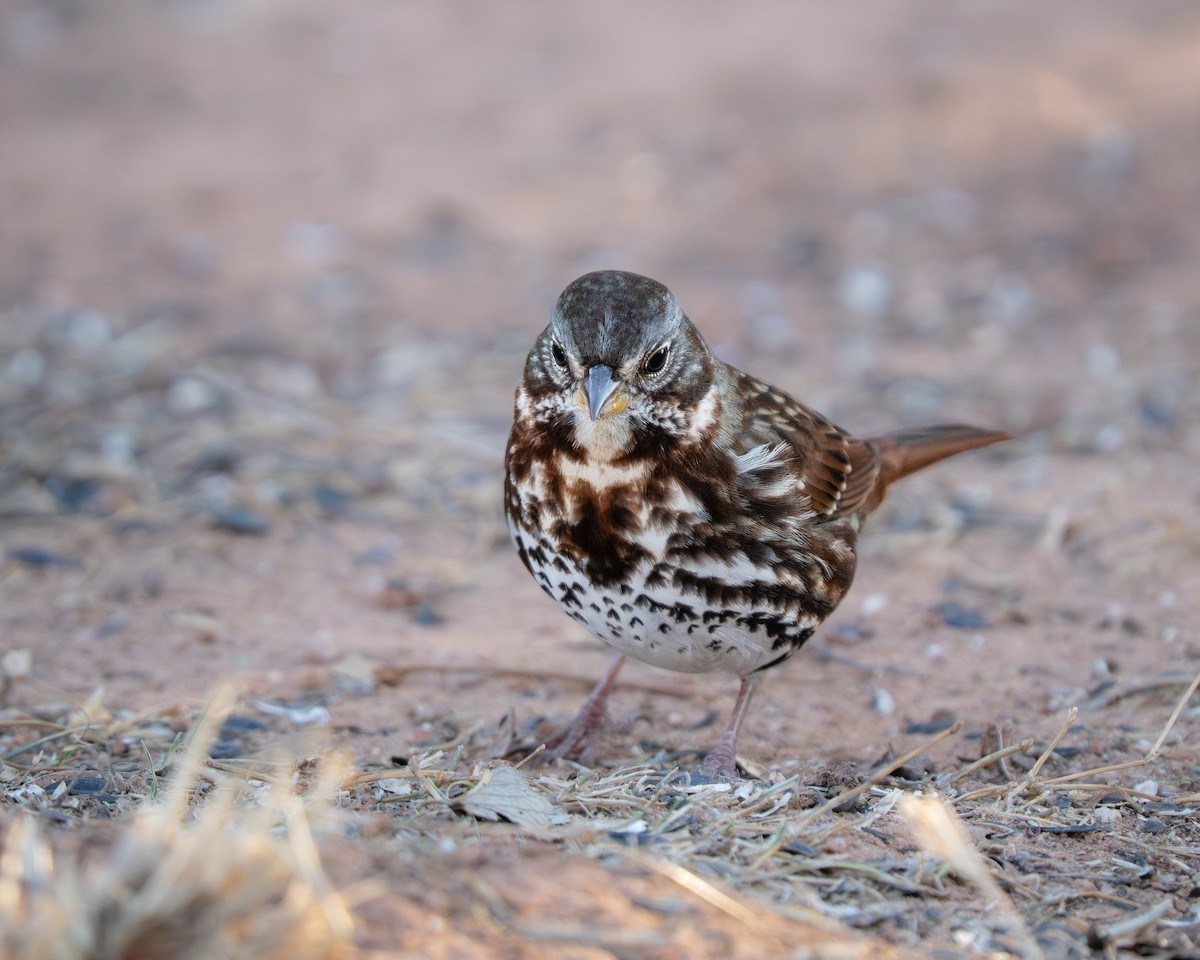 Fox Sparrow - ML645108140