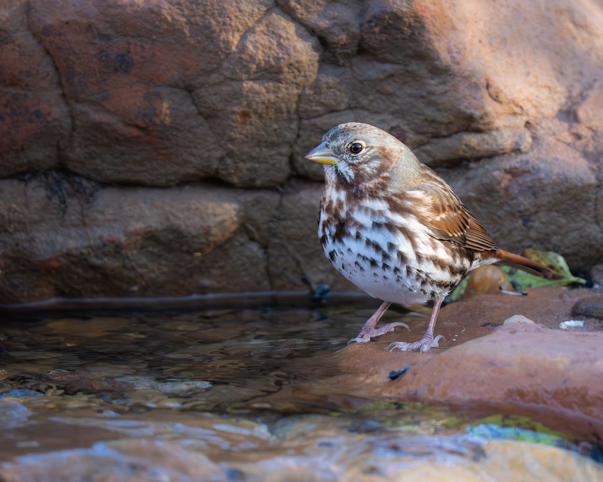 Fox Sparrow - ML645108141
