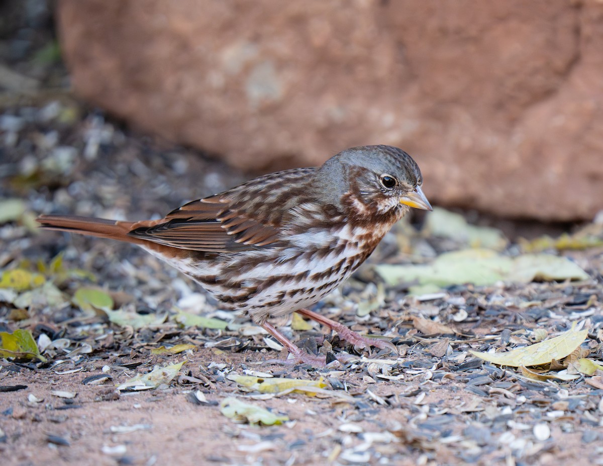 Fox Sparrow - ML645108142