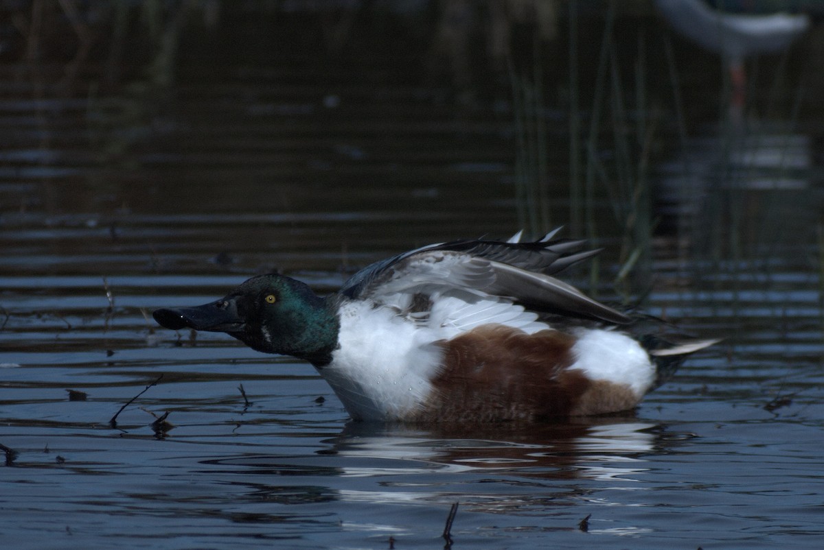 Dunlin - ML645108143