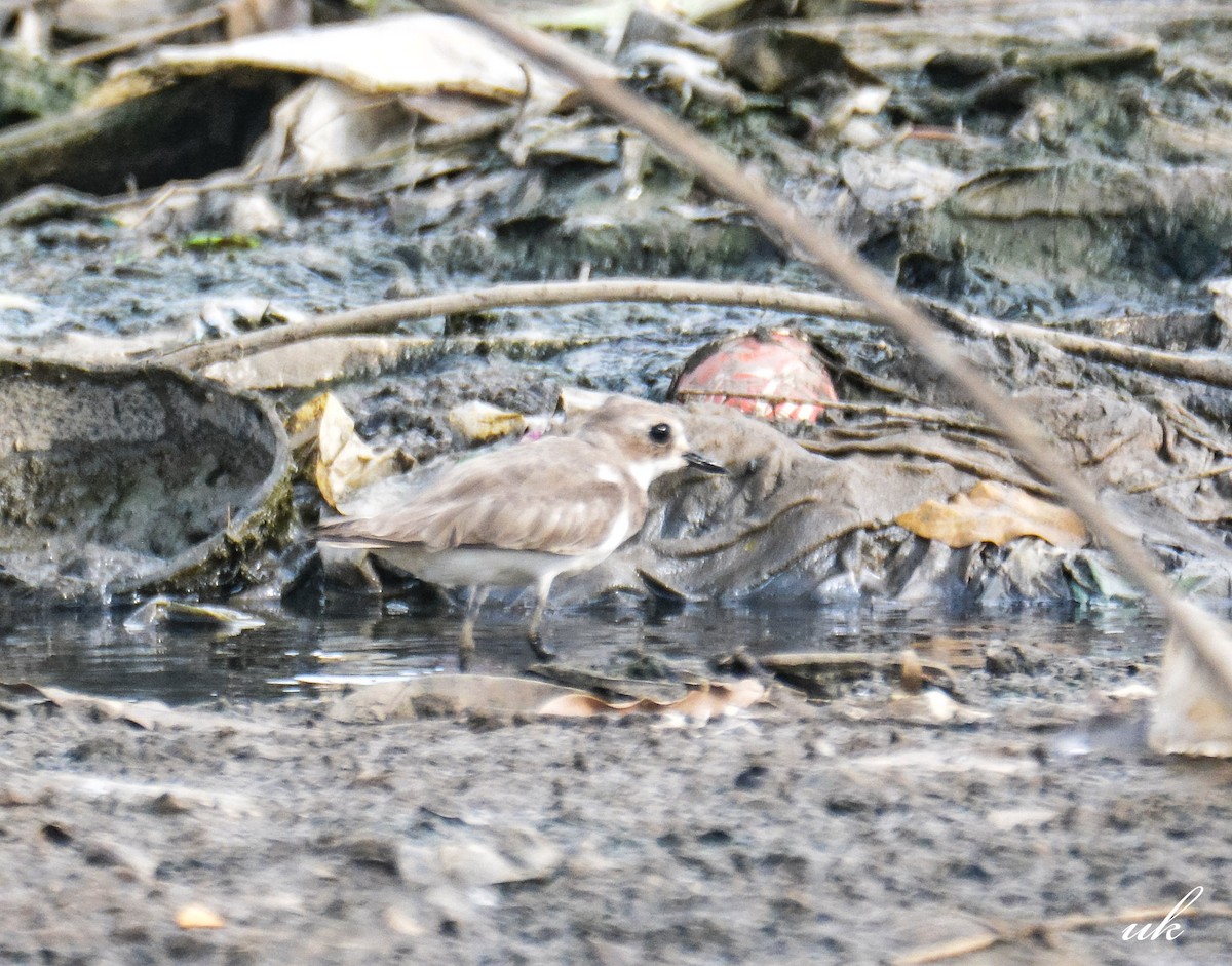 Tibet Cılıbıtı - ML645108168