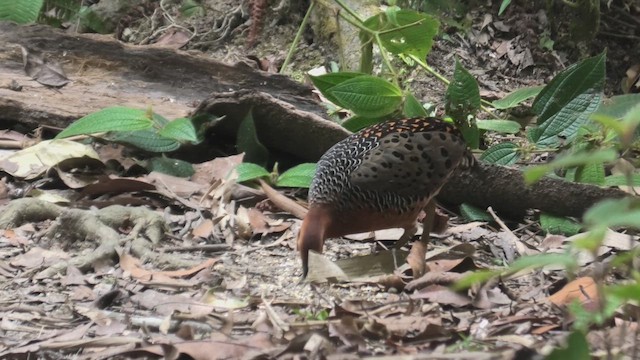 Kırmızı Başlı Kara Keklik - ML645108170