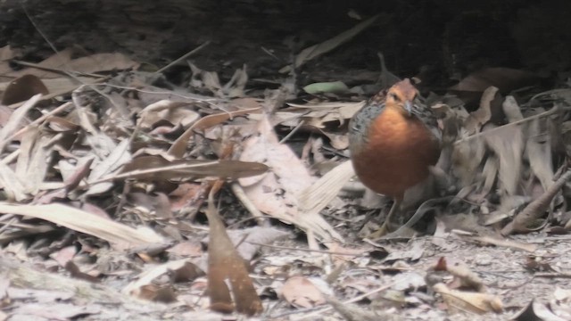 Kırmızı Başlı Kara Keklik - ML645108171