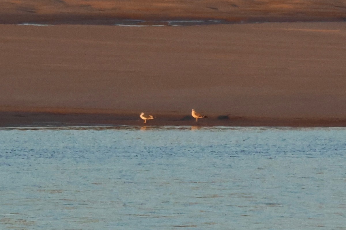 Lesser Black-backed Gull - ML645108177