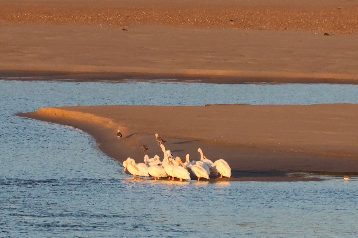 Lesser Black-backed Gull - ML645108178