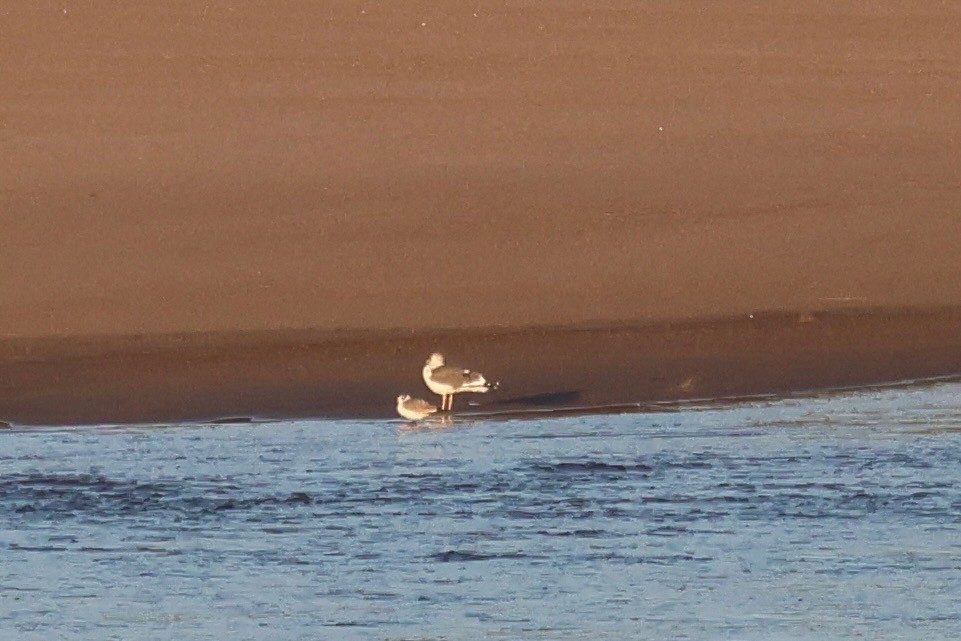 Franklin's Gull - ML645108190