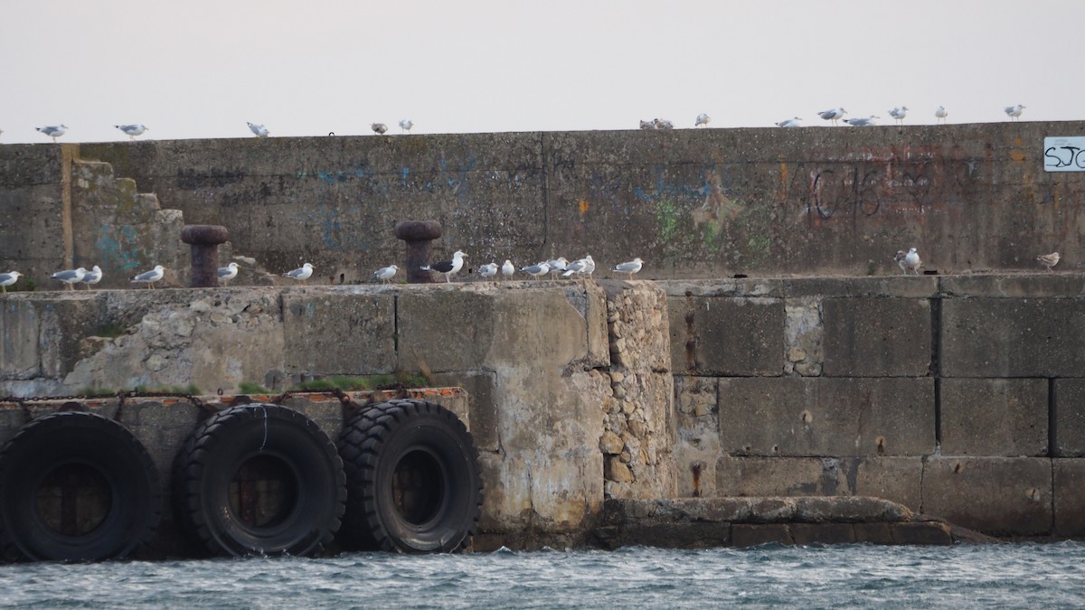 Büyük Kara Sırtlı Martı - ML645108203