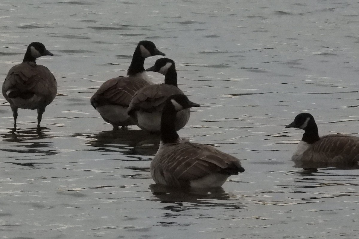 Bernache du Canada - ML645108204