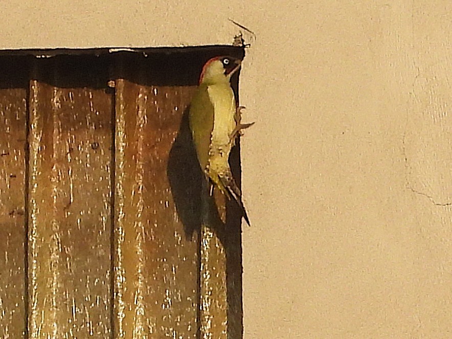 נקר ירוק - ML645108220