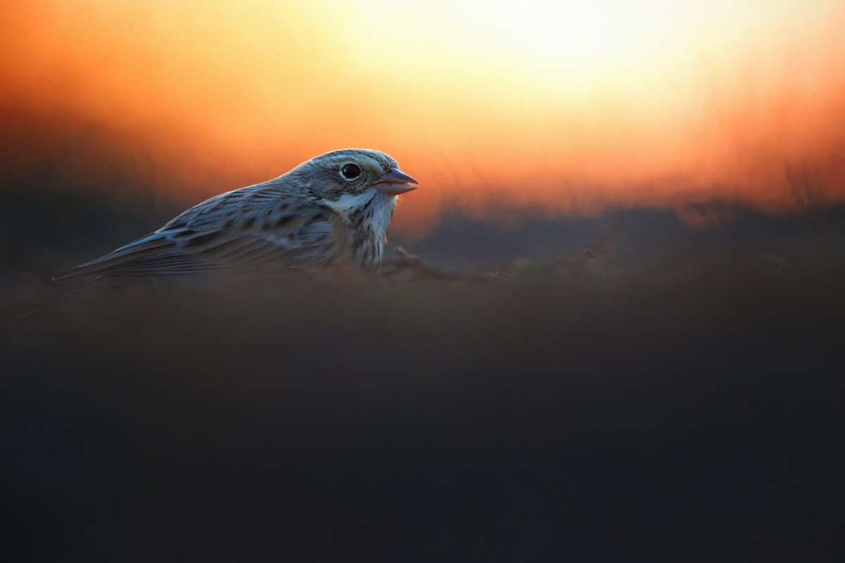 Savannah Sparrow (Ipswich) - ML645108236