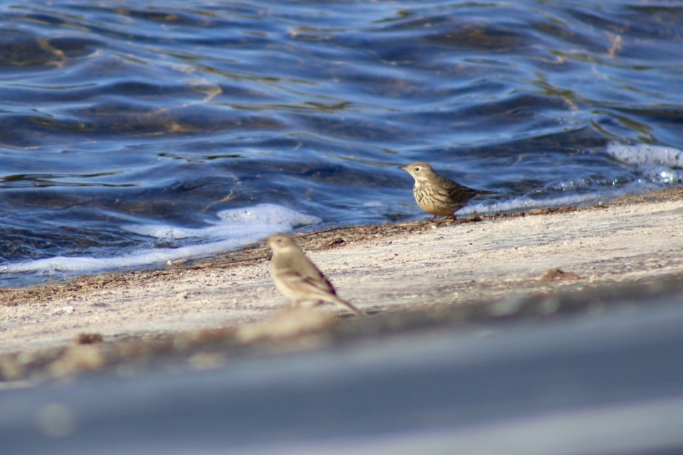 Американский конёк - ML645108251