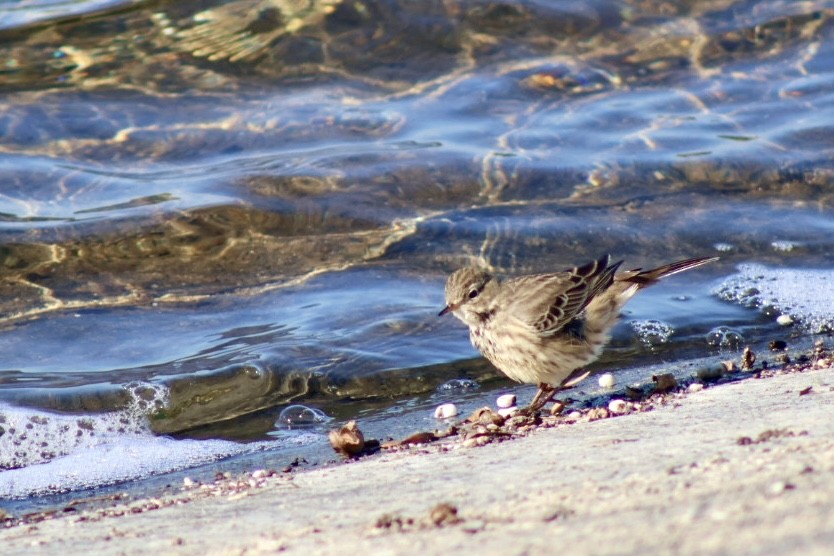 Американский конёк - ML645108252