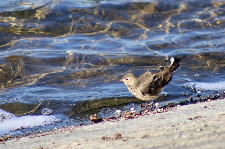 Американский конёк - ML645108253