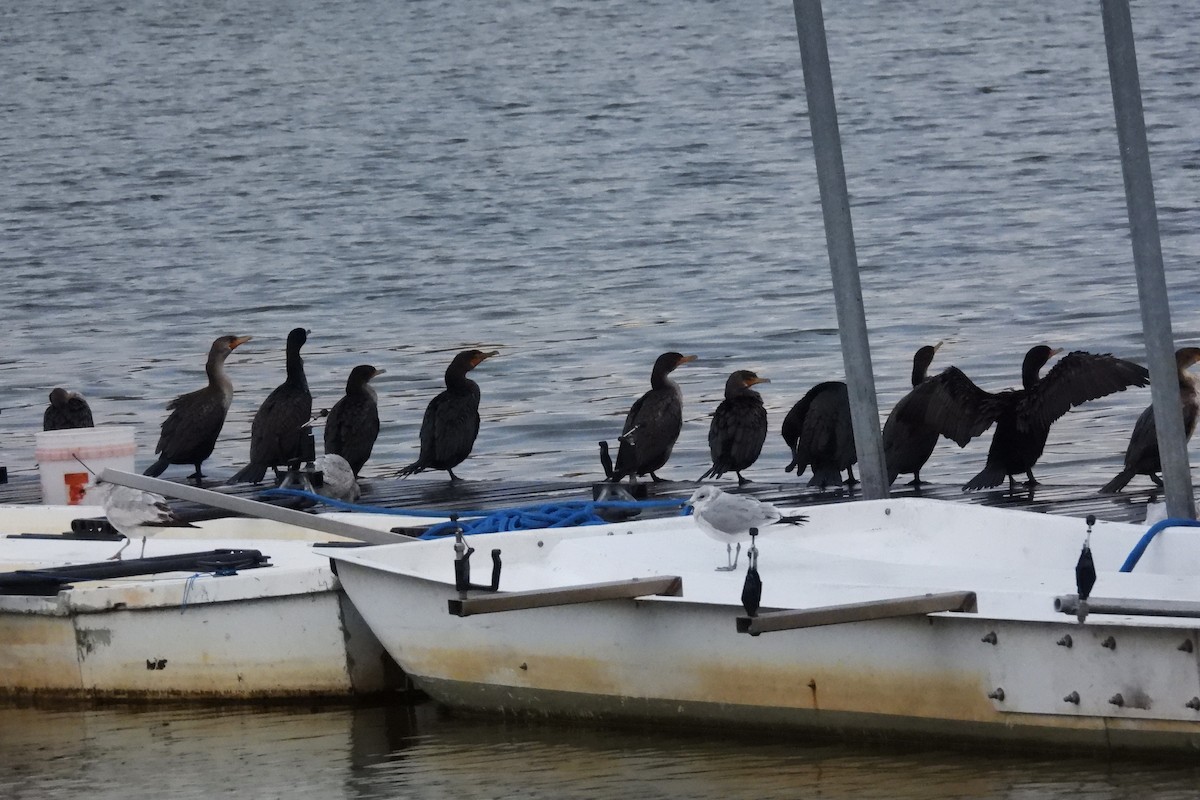 Ушастый баклан - ML645108256