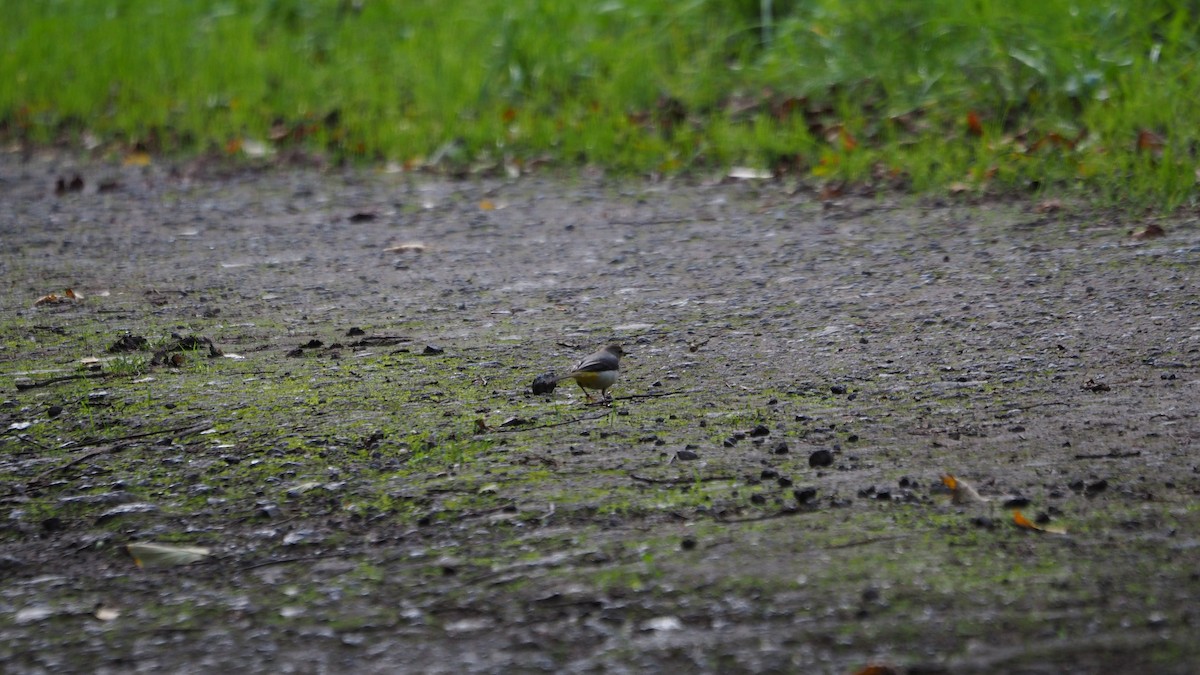 Горная трясогузка - ML645108257