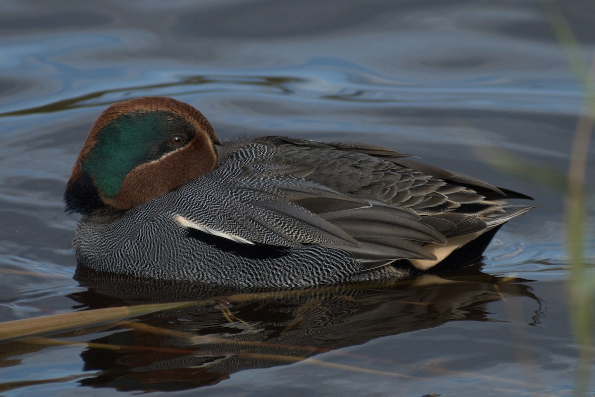 Чирок-свистунок - ML645108258