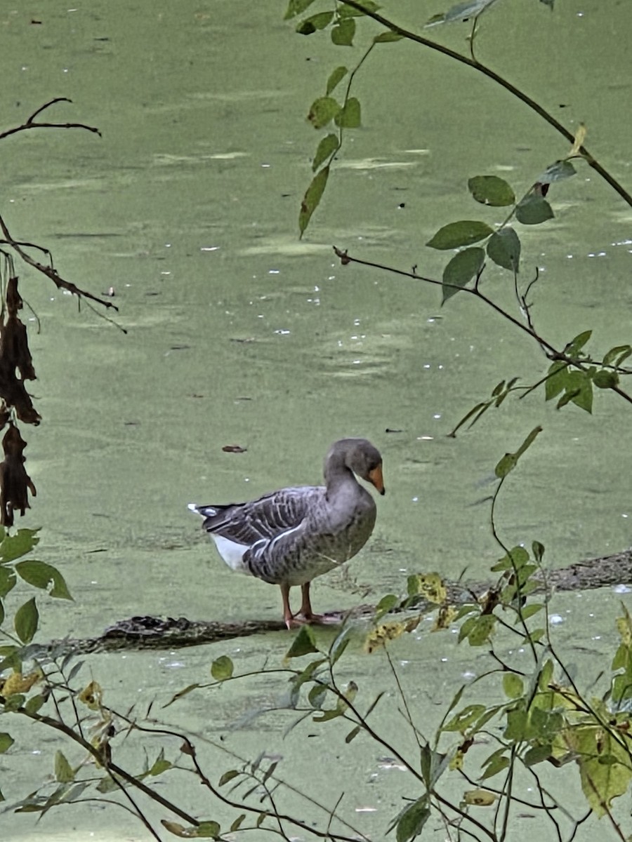 Одомашенный гусь sp. (Одомашенного типа) - ML645108260