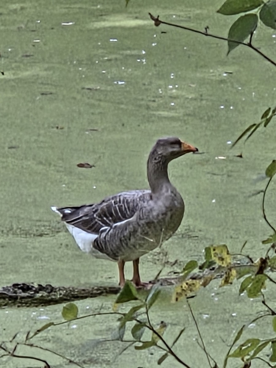 Одомашенный гусь sp. (Одомашенного типа) - ML645108261