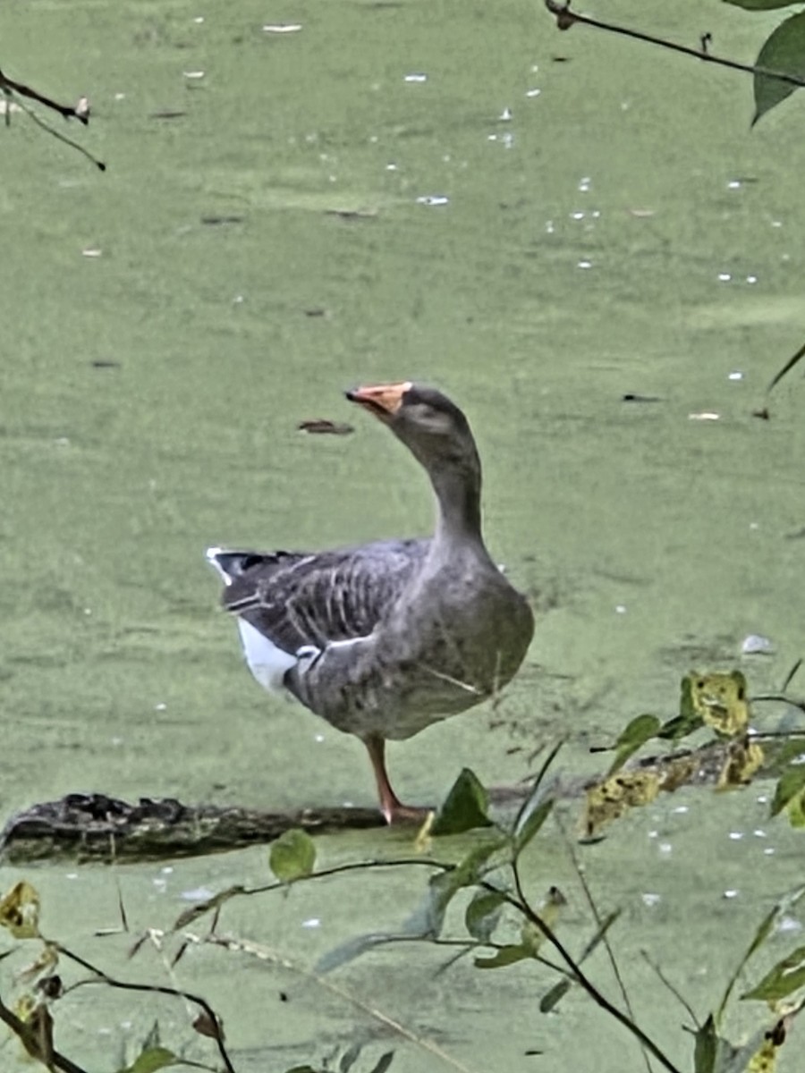 Одомашенный гусь sp. (Одомашенного типа) - ML645108262