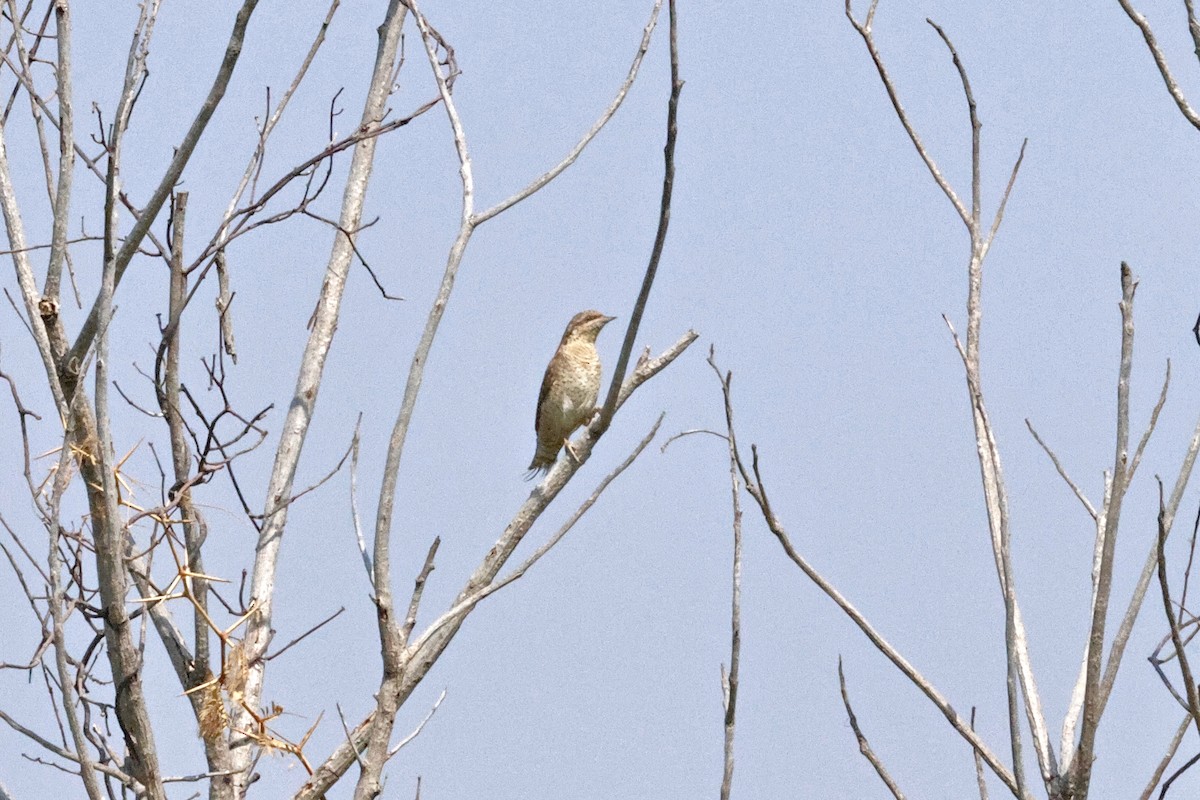 Вертишейка - ML645108263