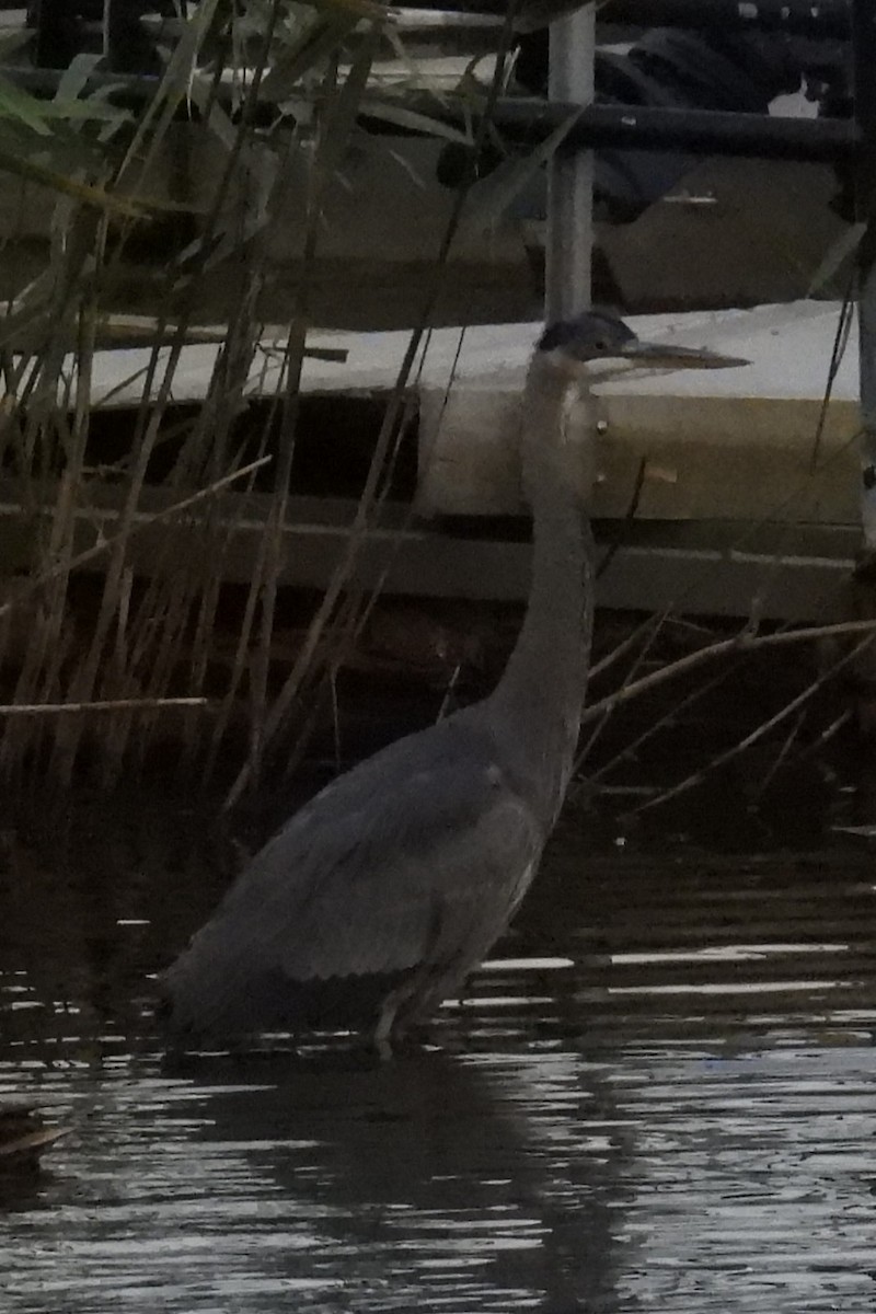 Большая голубая цапля - ML645108265