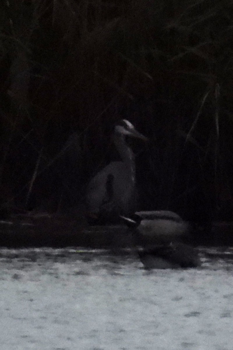 Большая голубая цапля - ML645108266