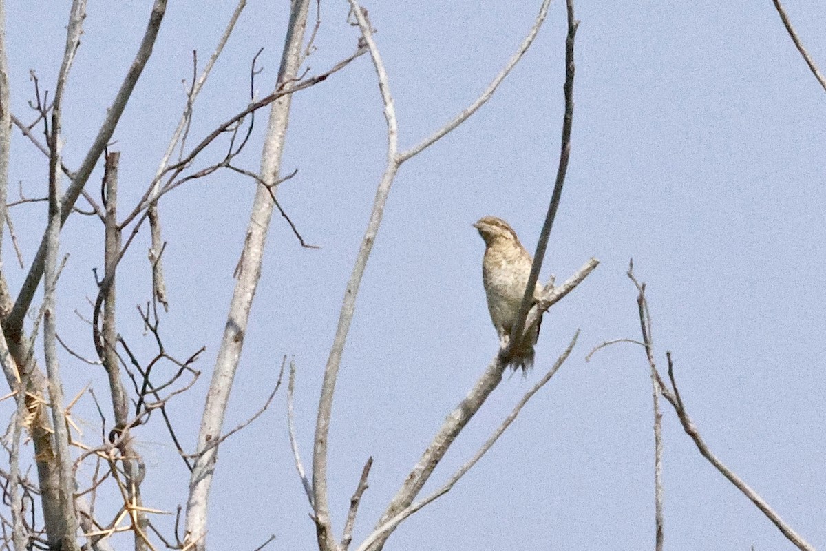 Вертишейка - ML645108268