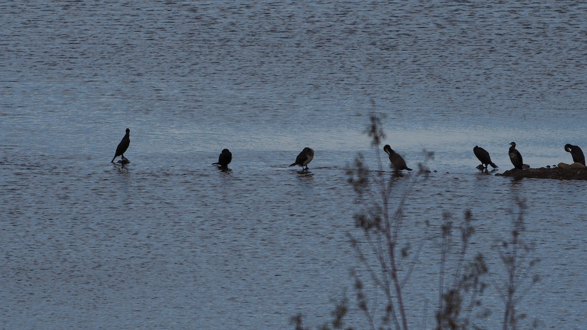 Большой баклан - ML645108270