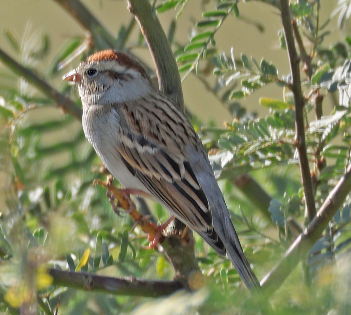 Малая воробьиная овсянка - ML645108271